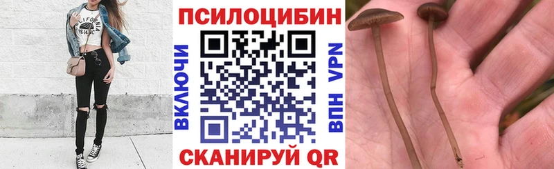 Псилоцибиновые грибы MAGIC MUSHROOMS  наркотики  Владикавказ 